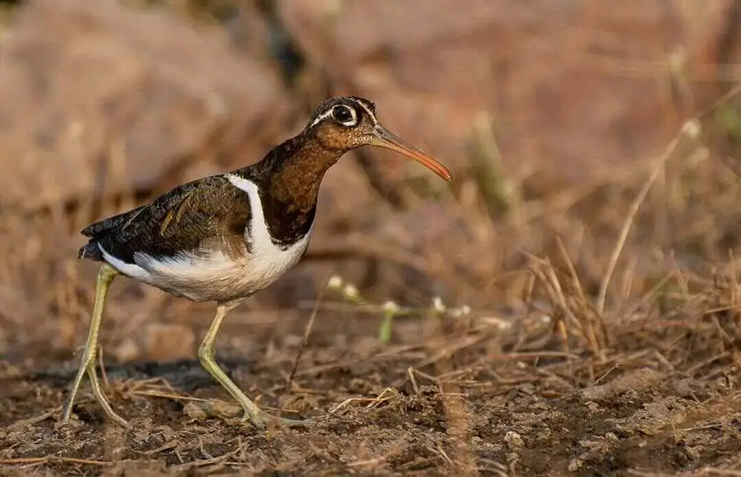 Greater Painted-Snipe